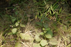 Blumea neilgherrensis